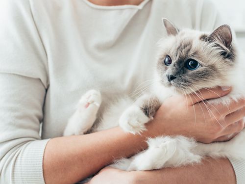 ペットの癒し効果でストレス発散・健康促進。犬や猫、魚でもOK