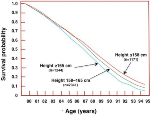 背が低いと長生き！？身長と健康・寿命の関係は深そうで深くない？？