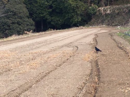 いまこそ話そう！かわいいカラスと友達になる方法