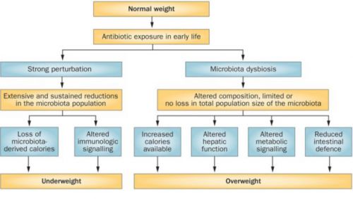 自分が肥満なのは抗生物質を飲んだため！！？？抗生剤肥満原因説は本当か？