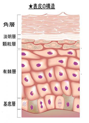 肌（皮膚）の保湿のメカニズム（表皮・真皮）図解入り