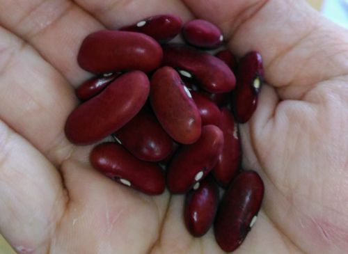 Red Kidney Beansで腸内環境改善＆老けない食事。タイなら安い！
