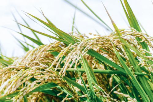 ロウカット玄米と発芽玄米の違いとは？　栄養、効果をチェック！