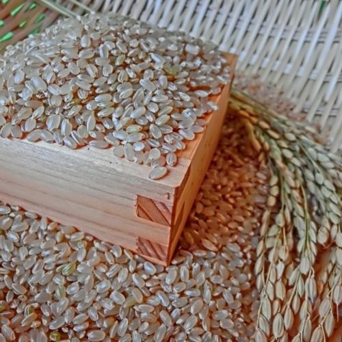玄米の種類や選び方は？美味しいと人気のおすすめ発芽・酵素などを紹介