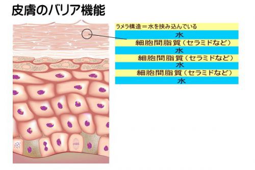 シワを改善！エレクトロポレーションの効果とプラセンタ美容液利用法。