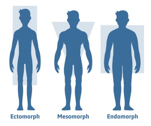体型の種類と筋トレ｜外胚葉型・内胚葉型・中胚葉型それぞれを考察